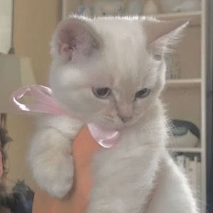 Meet your Posher, Alice